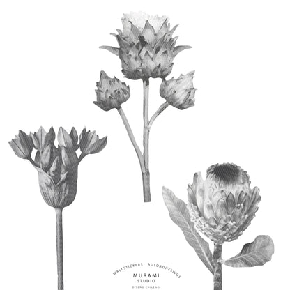 Protea